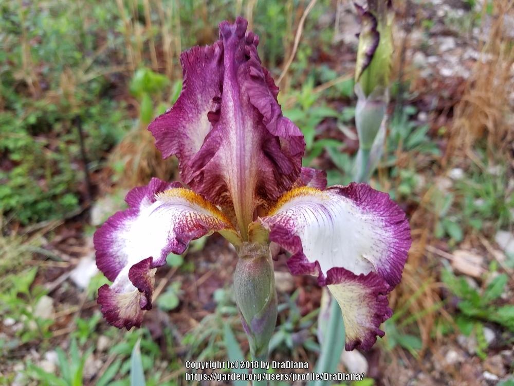 Photo of Tall Bearded Iris (Iris 'Needlepoint') uploaded by DraDiana