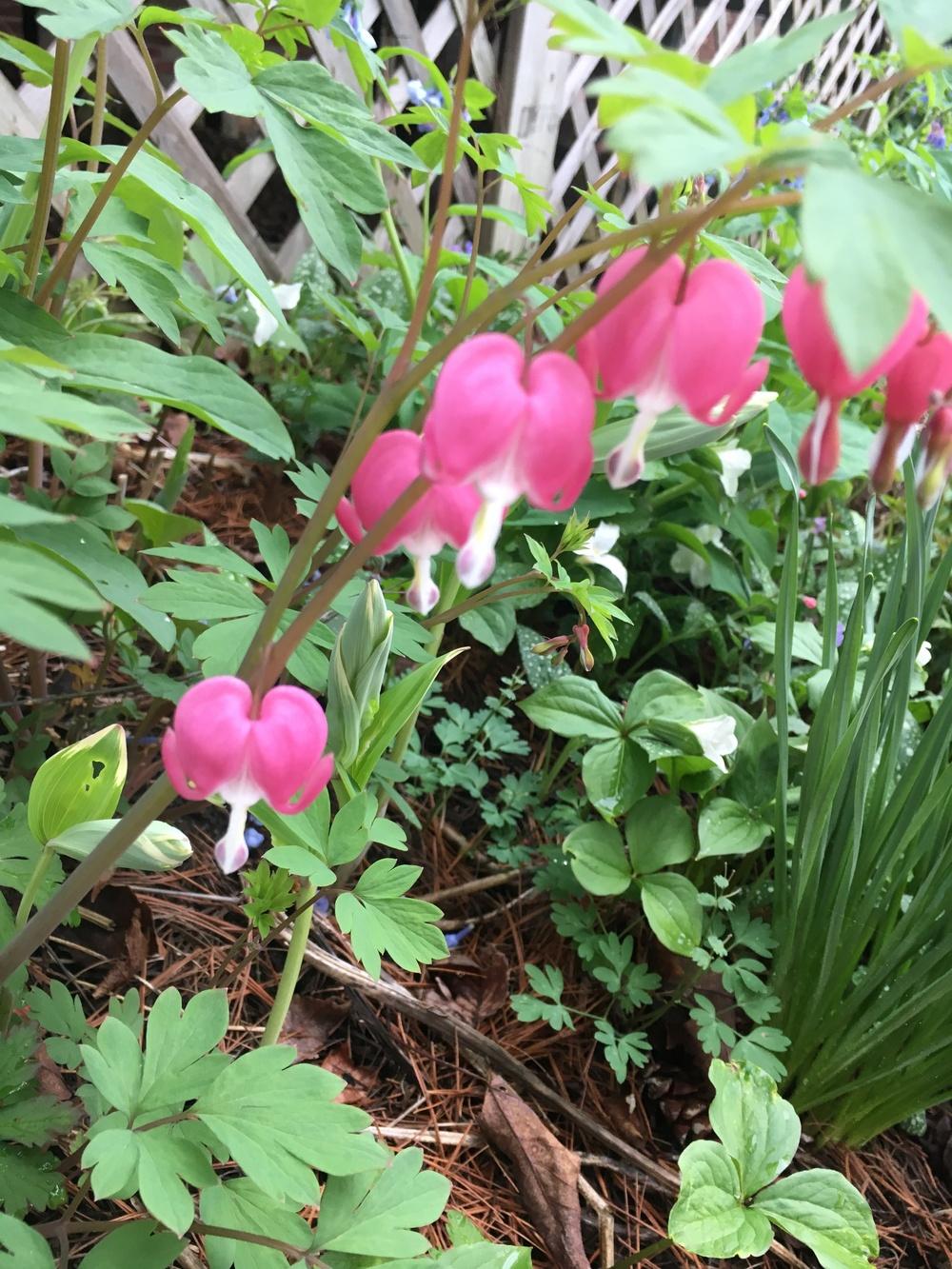 Photo of Bleeding Hearts (Lamprocapnos) uploaded by Lucichar
