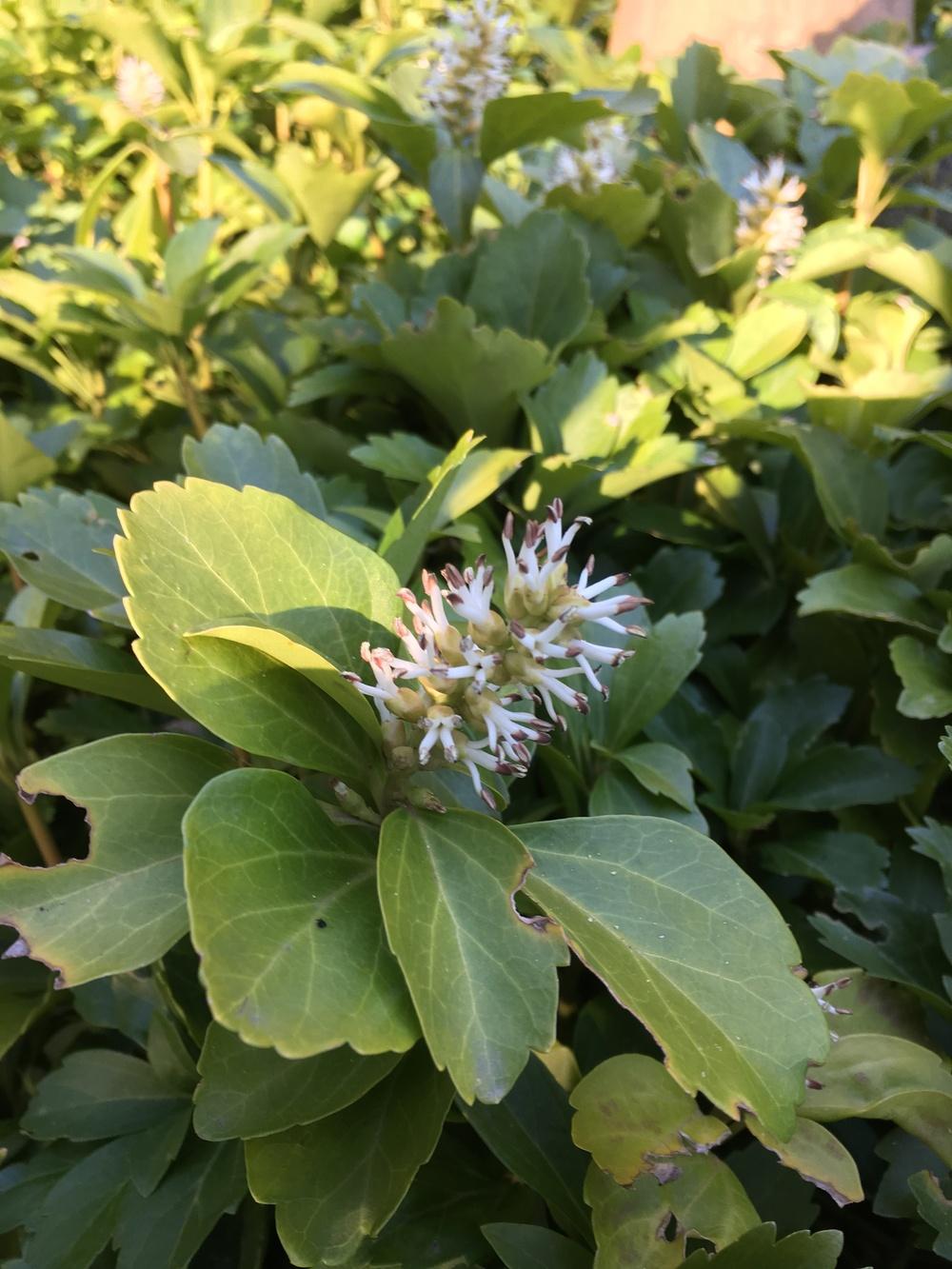 Photo of Japanese Spurge (Pachysandra terminalis) uploaded by Lucichar