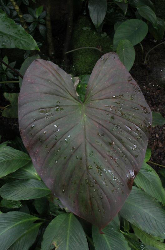 Photo of Shield Plant (Homalomena rubescens) uploaded by RuuddeBlock