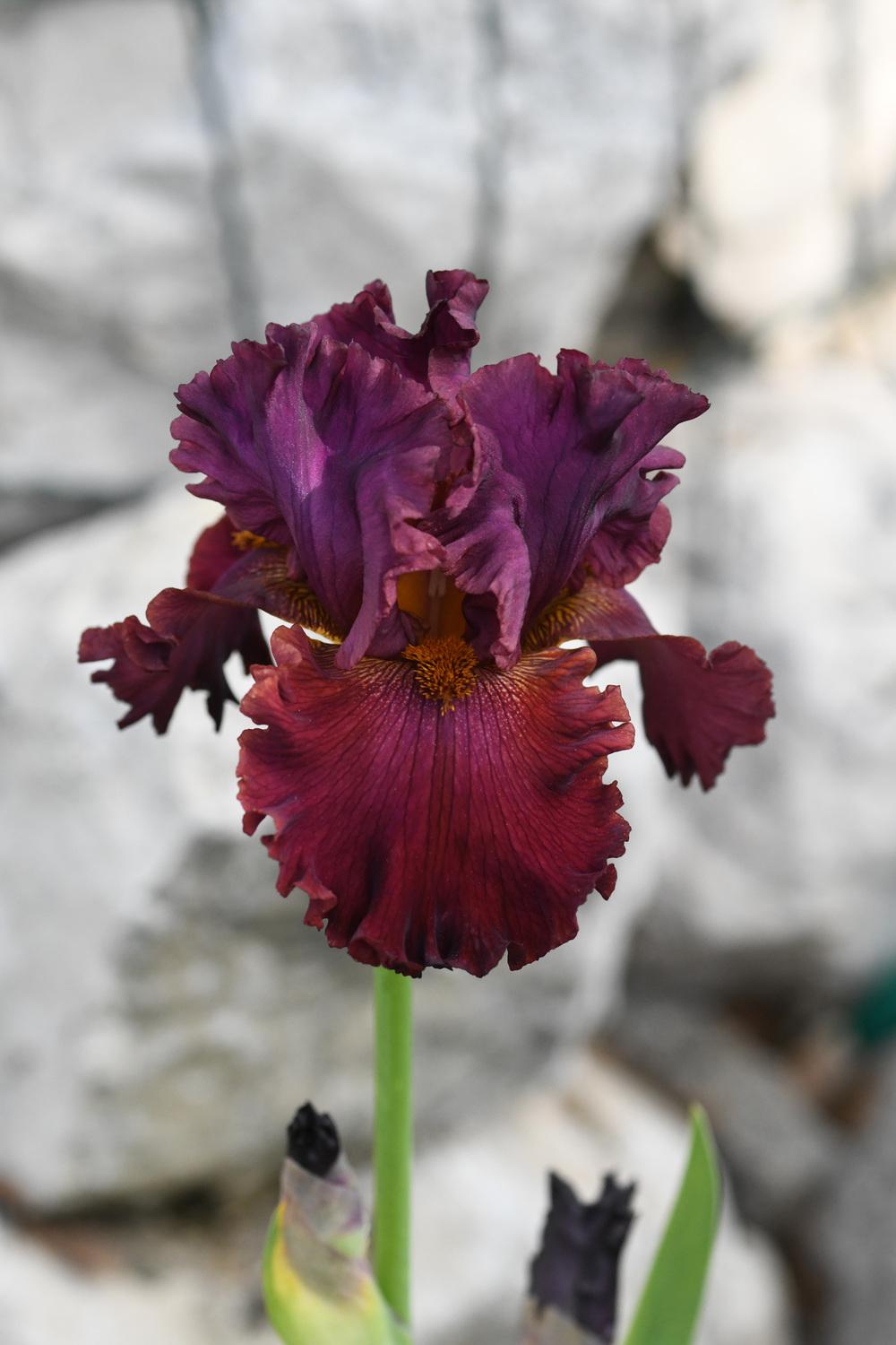 Photo of Tall Bearded Iris (Iris 'Ready for My Closeup') uploaded by cliftoncat