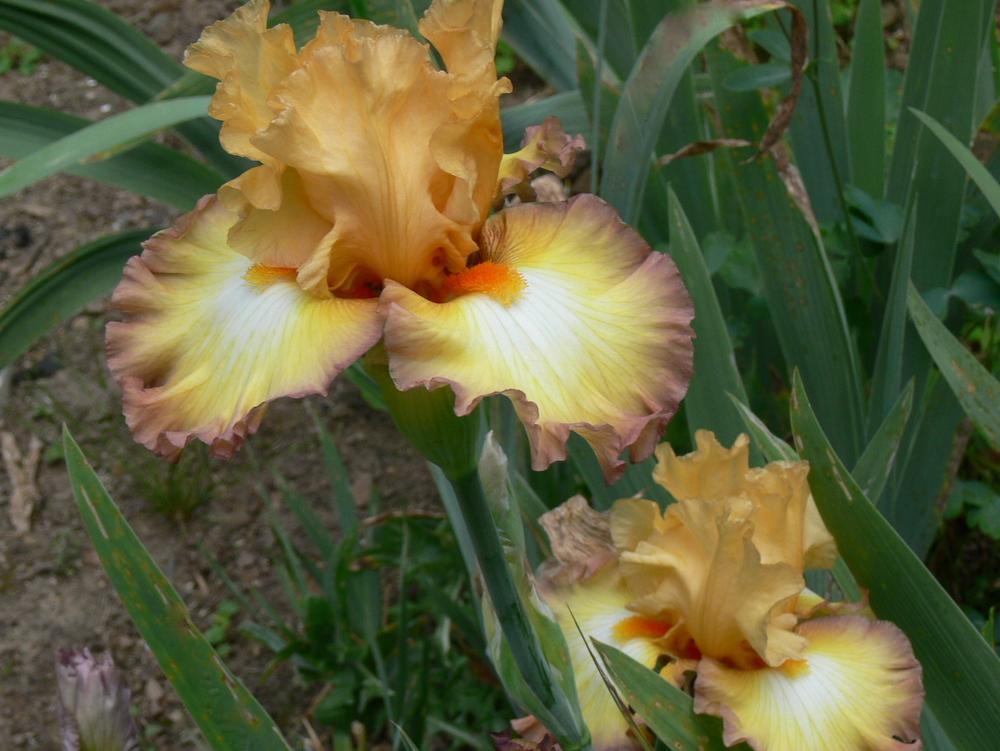 Photo of Tall Bearded Iris (Iris 'Oil Painting') uploaded by janwax