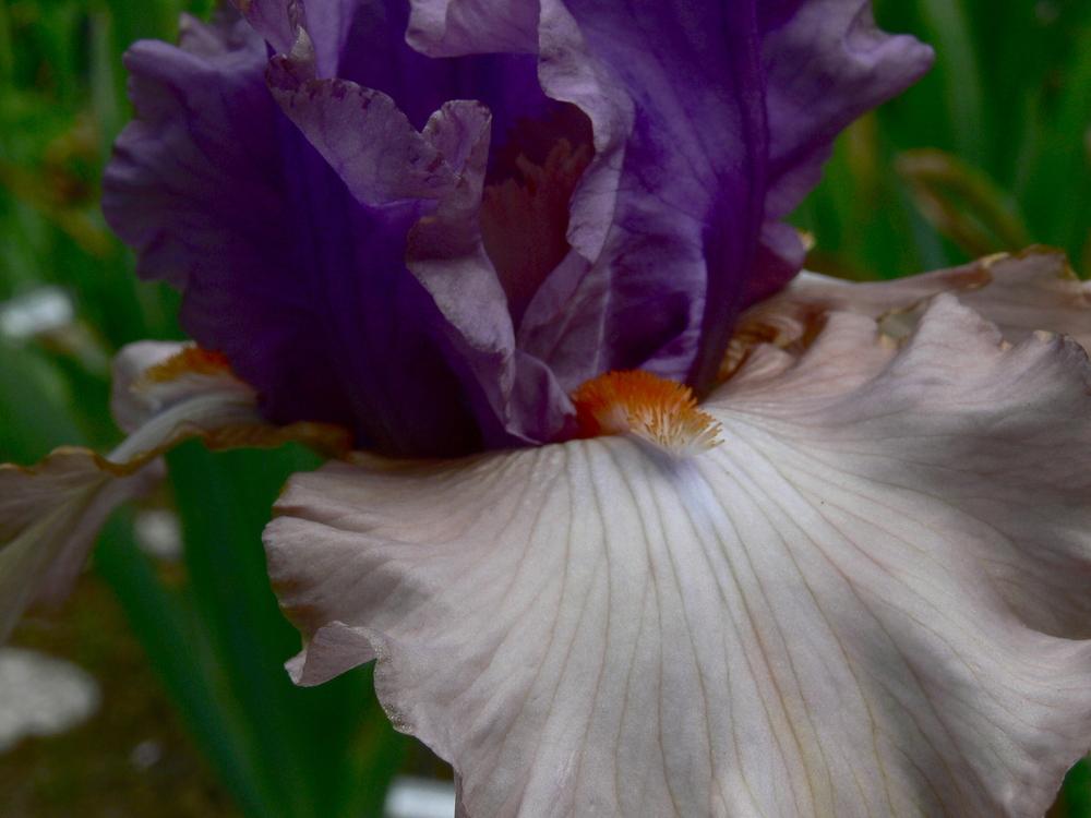 Photo of Tall Bearded Iris (Iris 'La Scala') uploaded by janwax