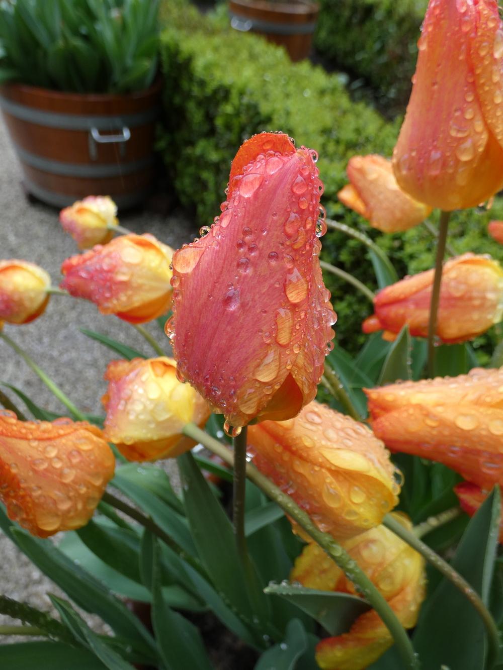 Photo of Single Early Tulip (Tulipa 'Generaal de Wet') uploaded by mellielong