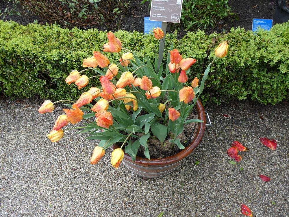 Photo of Single Early Tulip (Tulipa 'Generaal de Wet') uploaded by mellielong