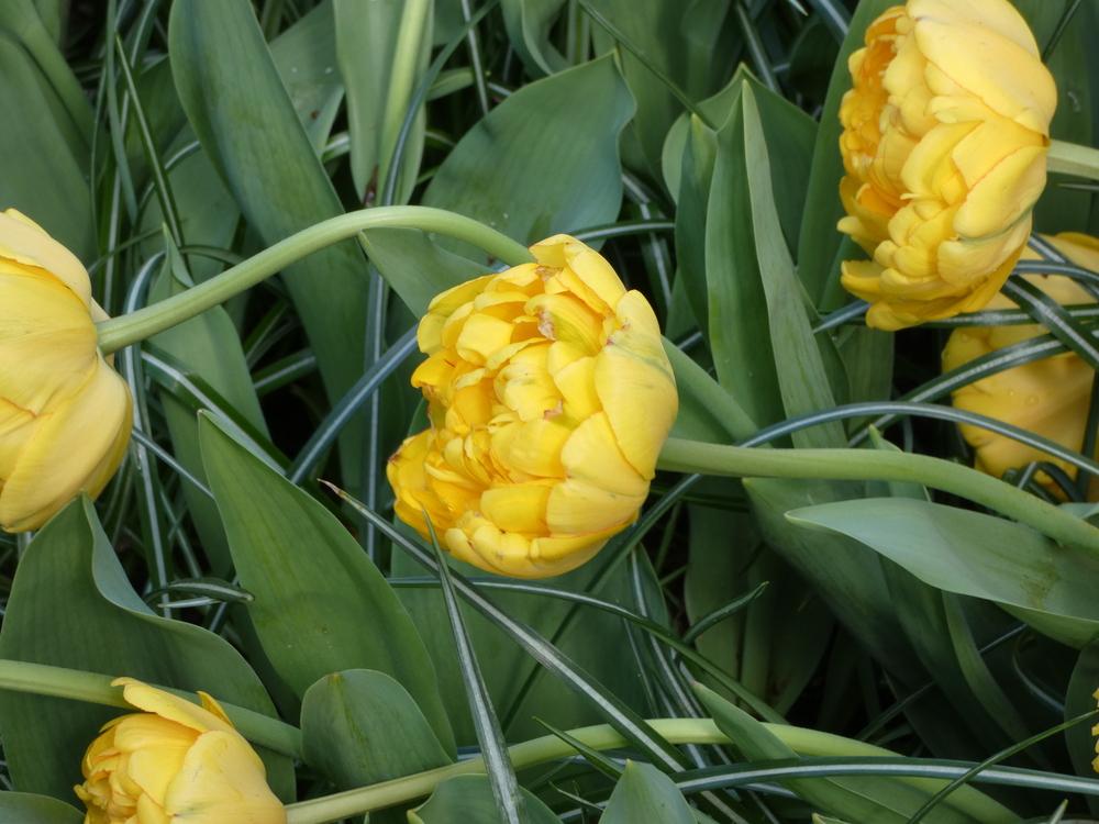 Photo of Double Late Tulip (Tulipa 'Yellow Pompenette') uploaded by mellielong