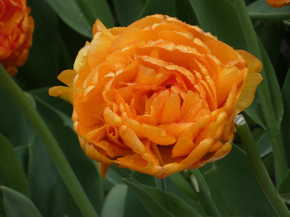 Photo of Double Late Tulip (Tulipa 'Sun Lover') uploaded by mellielong