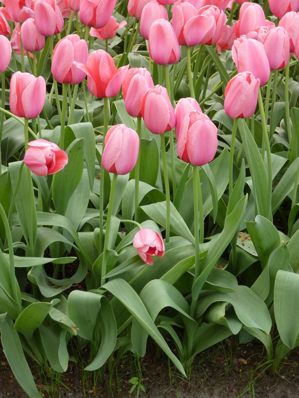 Photo of Darwin Hybrid Tulip (Tulipa 'Pink Impression') uploaded by mellielong