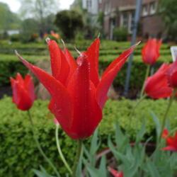 Location: Hortus Botanicus Amsterdam
Date: 2018-04-30