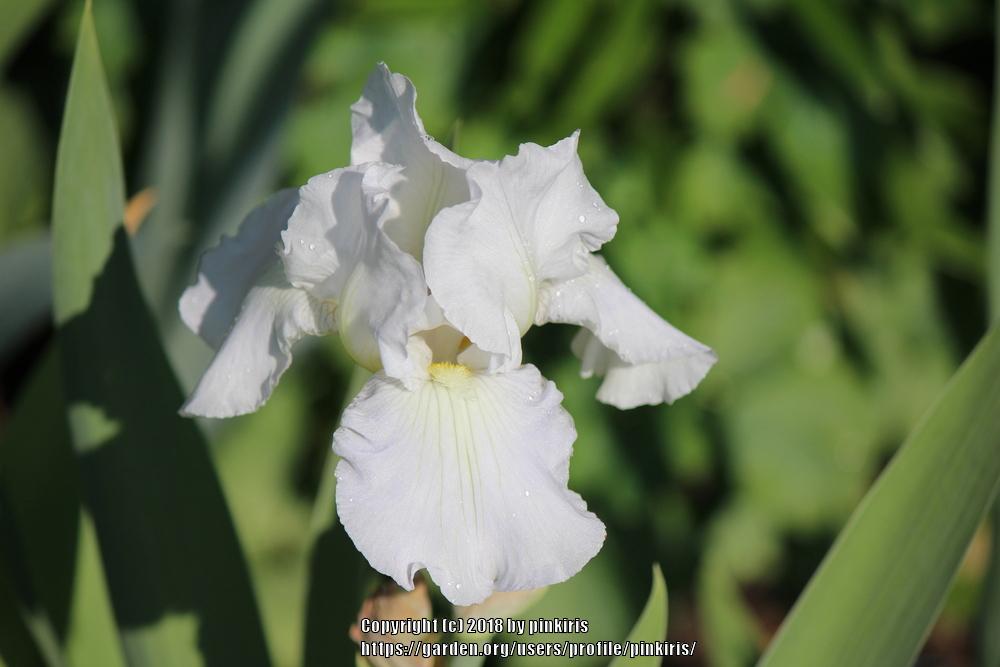 Photo of Tall Bearded Iris (Iris 'Snow Flurry') uploaded by pinkiris