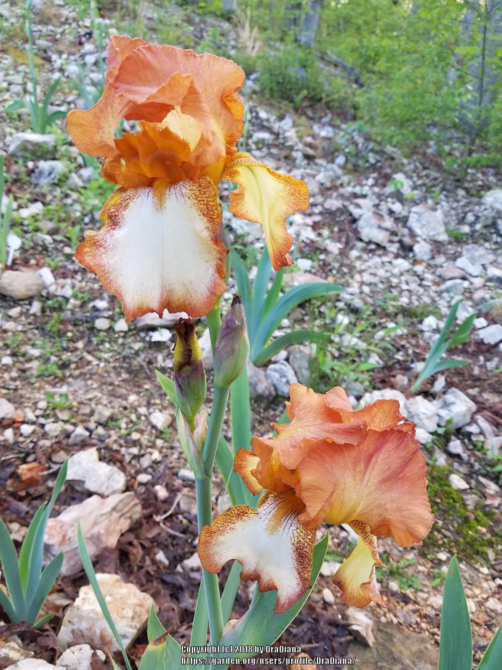 Photo of Tall Bearded Iris (Iris 'Belvi Queen') uploaded by DraDiana