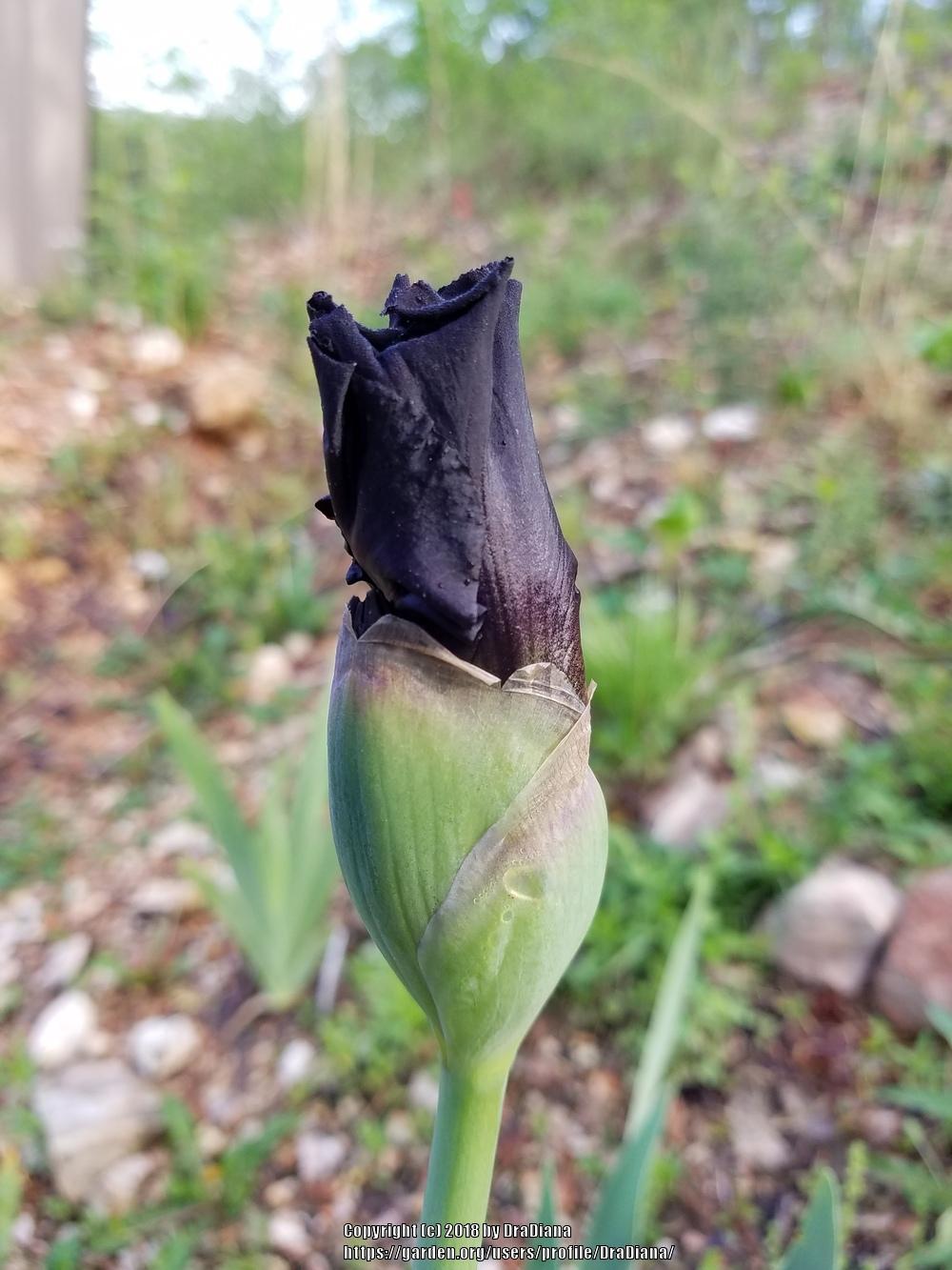 Photo of Tall Bearded Iris (Iris 'Grape Expectations') uploaded by DraDiana