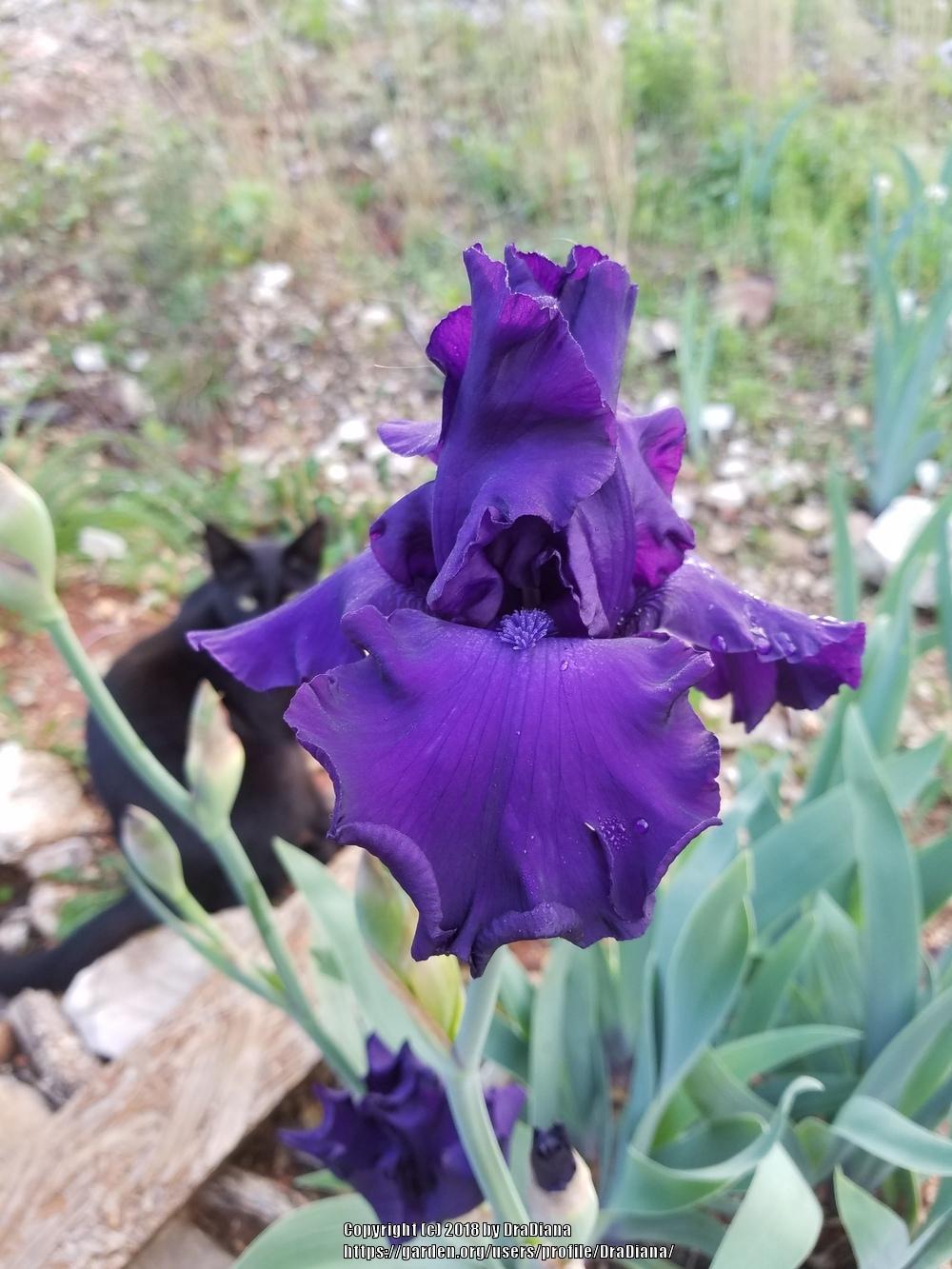 Photo of Tall Bearded Iris (Iris 'Titan's Glory') uploaded by DraDiana