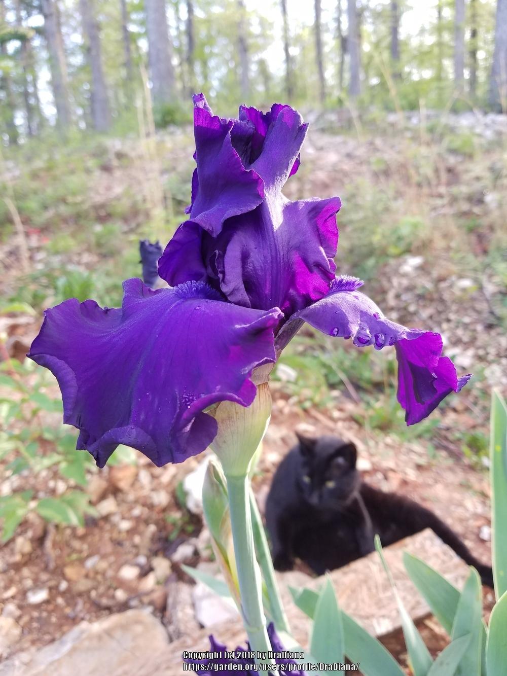 Photo of Tall Bearded Iris (Iris 'Titan's Glory') uploaded by DraDiana