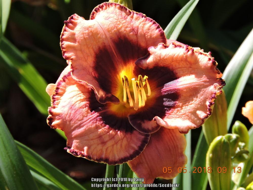 Photo of Daylily (Hemerocallis 'Awesome Blossom') uploaded by Seedfork