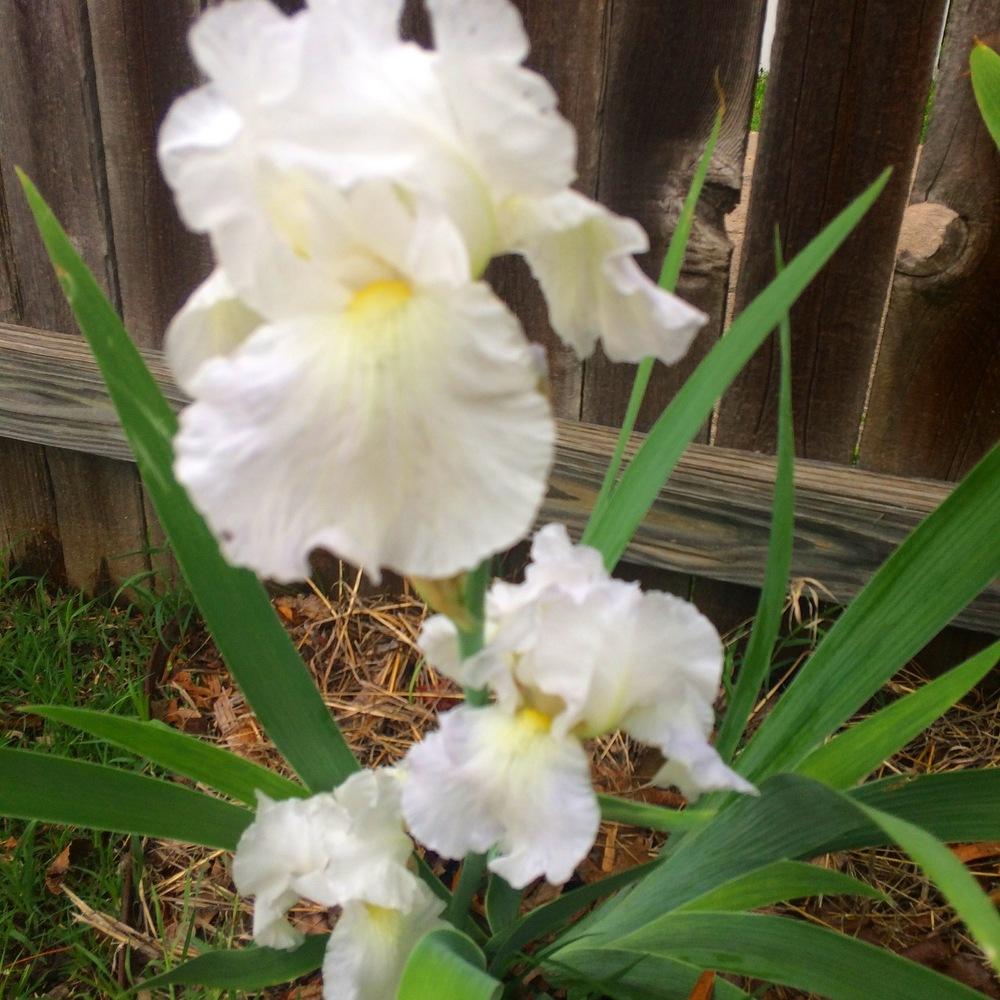 Photo of Tall Bearded Iris (Iris 'Immortality') uploaded by Zebraduck
