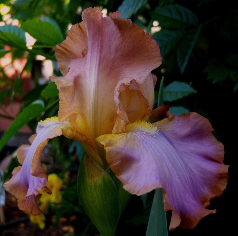 Photo of Tall Bearded Iris (Iris 'Afternoon Delight') uploaded by cocoajuno