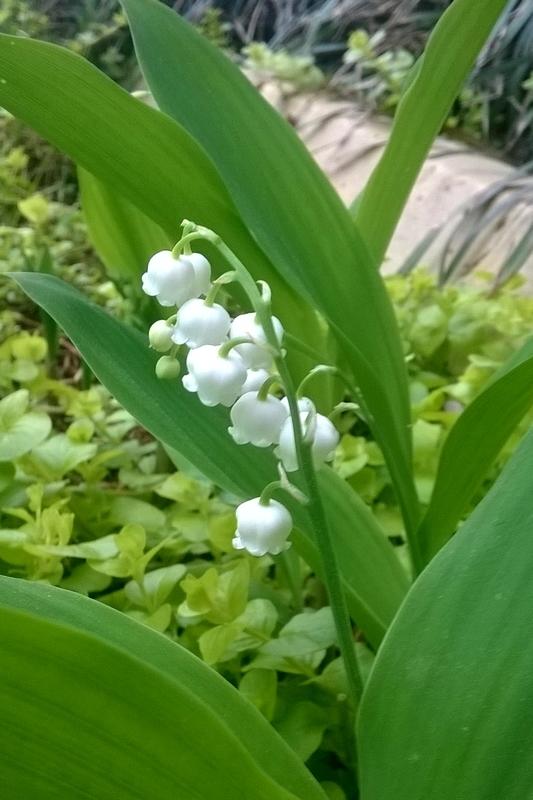 Photo of Lily Of The Valley (Convallaria majalis) uploaded by krobra