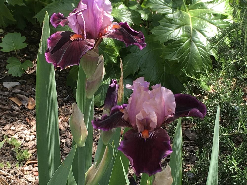 Photo of Tall Bearded Iris (Iris 'Pass the Wine') uploaded by lilpod13