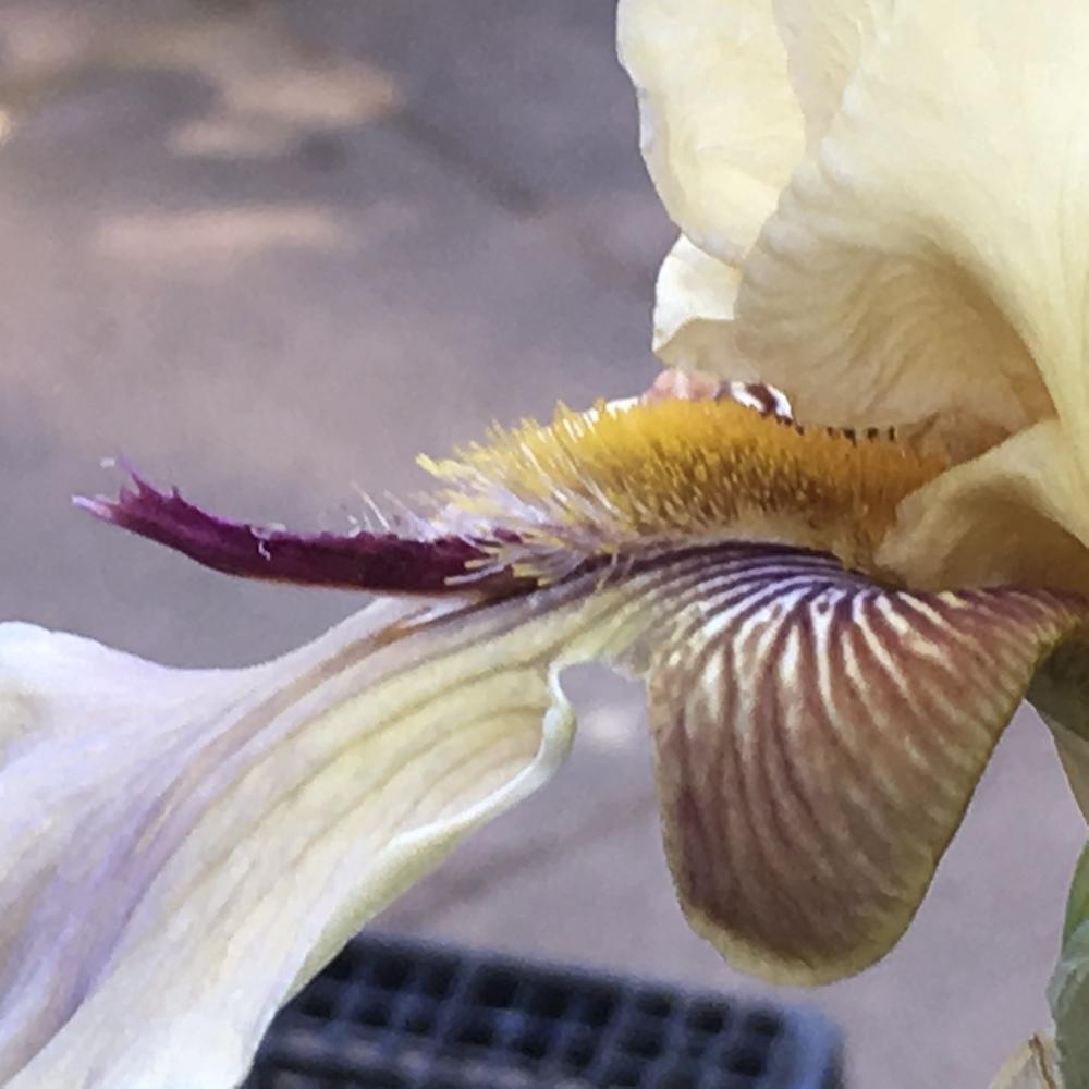 Photo of Tall Bearded Iris (Iris 'Thornbird') uploaded by lilpod13