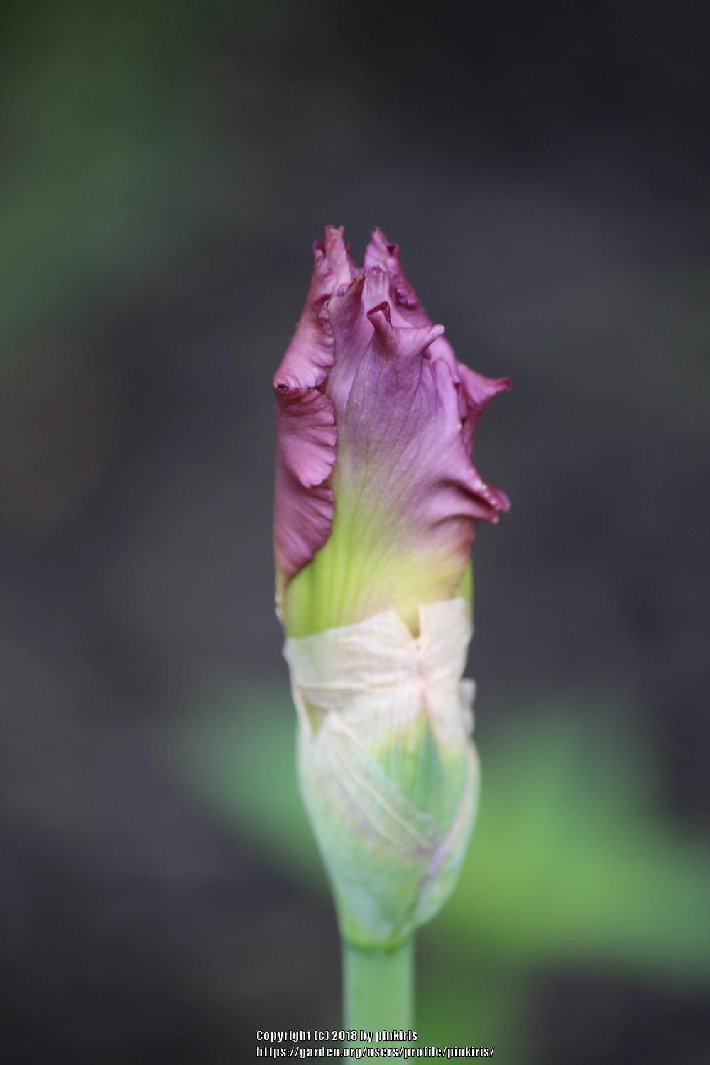 Photo of Tall Bearded Iris (Iris 'High Chaparral') uploaded by pinkiris