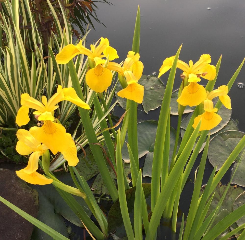 Photo of Yellow Flag (Iris pseudacorus) uploaded by scflowers