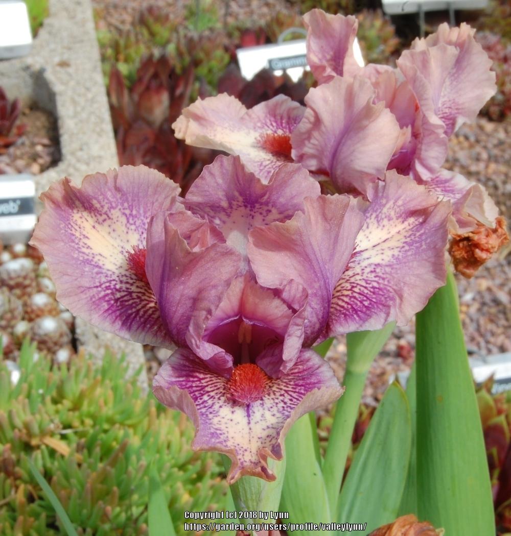 Photo of Standard Dwarf Bearded Iris (Iris 'Raspberry Ice') uploaded by valleylynn