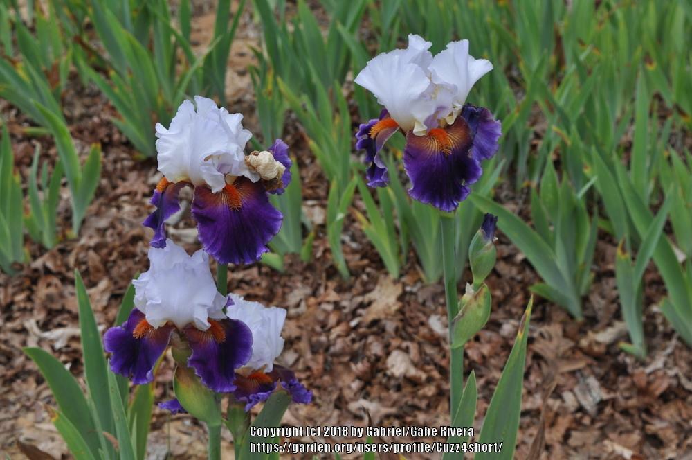 Photo of Tall Bearded Iris (Iris 'Sharpshooter') uploaded by Cuzz4short
