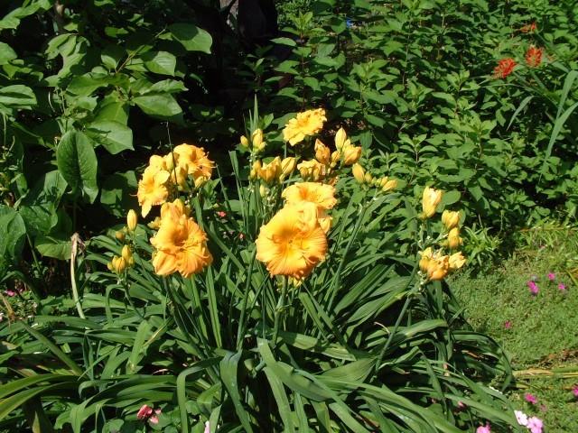 Photo of Daylily (Hemerocallis 'Golden Hibiscus') uploaded by Joy