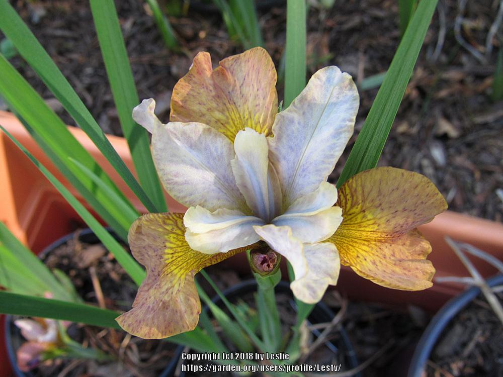 Photo of Siberian Iris (Iris 'Ginger Twist') uploaded by Lestv