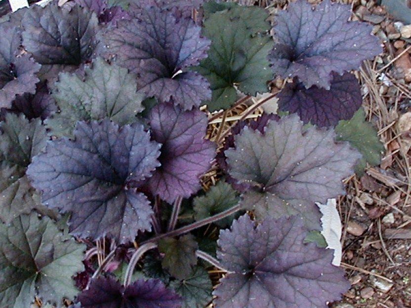 Photo of Coral Bells (Heuchera 'Frosted Violet') uploaded by RoseBlush1