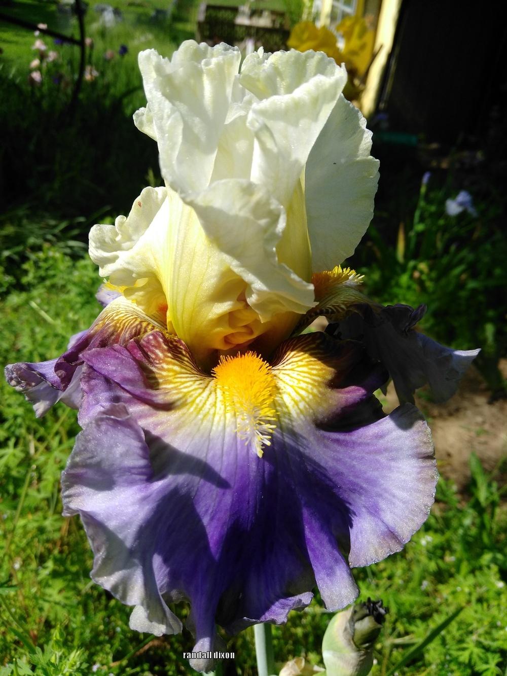 Photo of Tall Bearded Iris (Iris 'Style Traveller') uploaded by arilbred