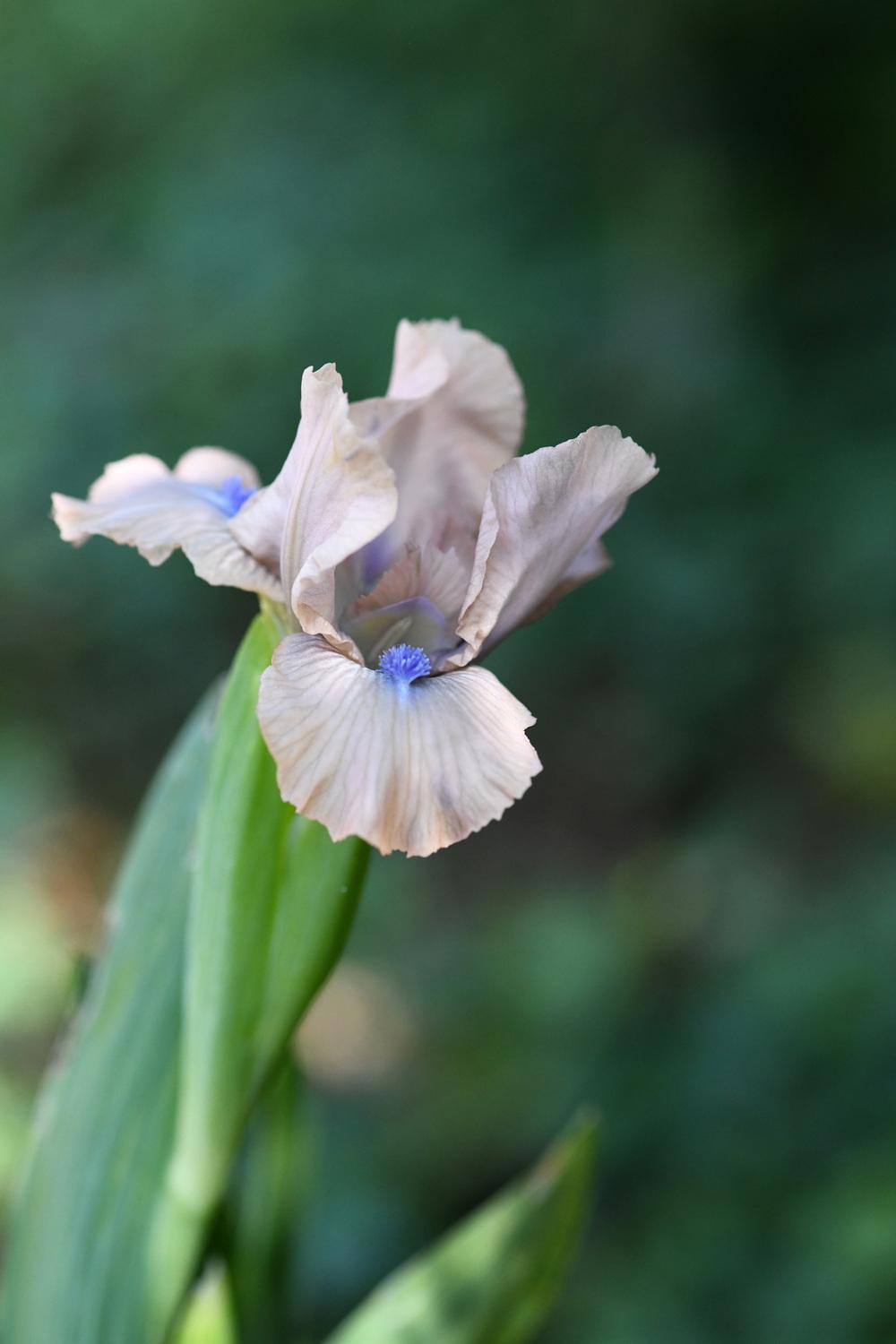 Photo of Standard Dwarf Bearded Iris (Iris 'Agreement') uploaded by cliftoncat