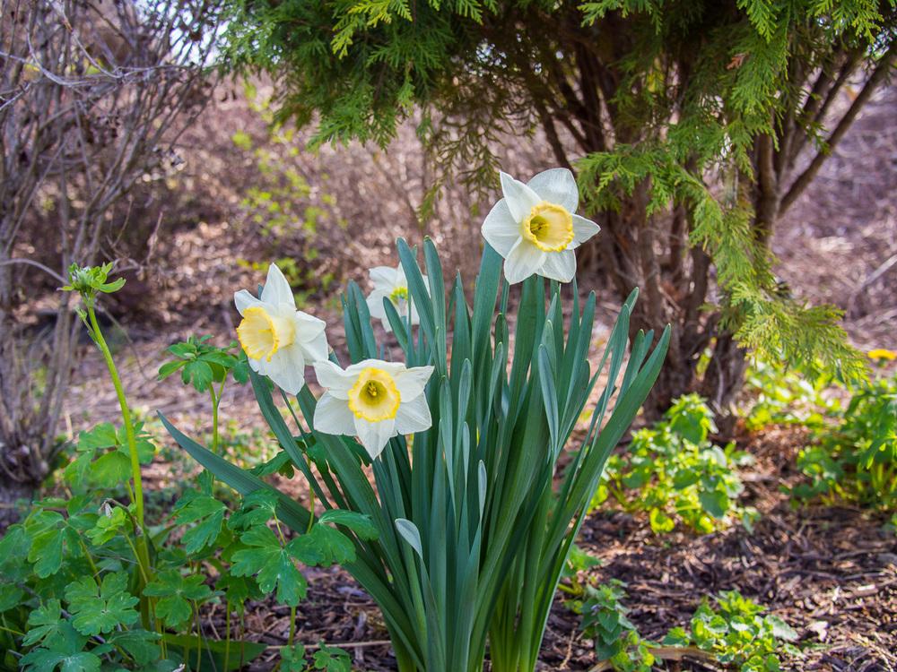 Photo of Daffodils (Narcissus) uploaded by frankrichards16