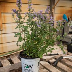 Location: Clinton, Michigan 49236
Date: 2017-06-22
"Nepeta faassenii 'Cats Meow', 2017, [Catmint], NEP-eh-tuh, 18x24