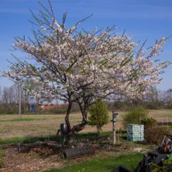 Location: Clinton, Michigan 49236
Date: 2018-05-06
"Prunus x yedoensis, 2018 photo, yoshino cherry, , USDA Hardiness