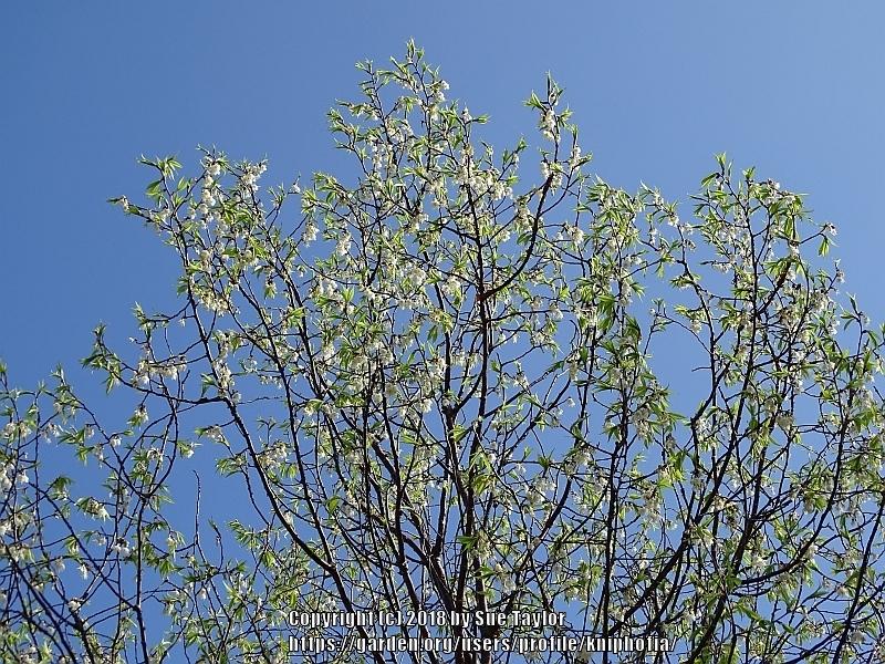 Photo of Ornamental Cherry (Prunus serrula) uploaded by kniphofia