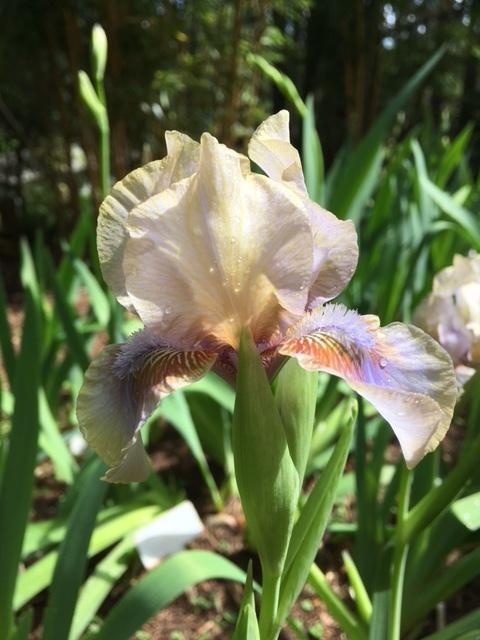 Photo of Arilbred Iris (Iris 'Childsong') uploaded by lharvey16