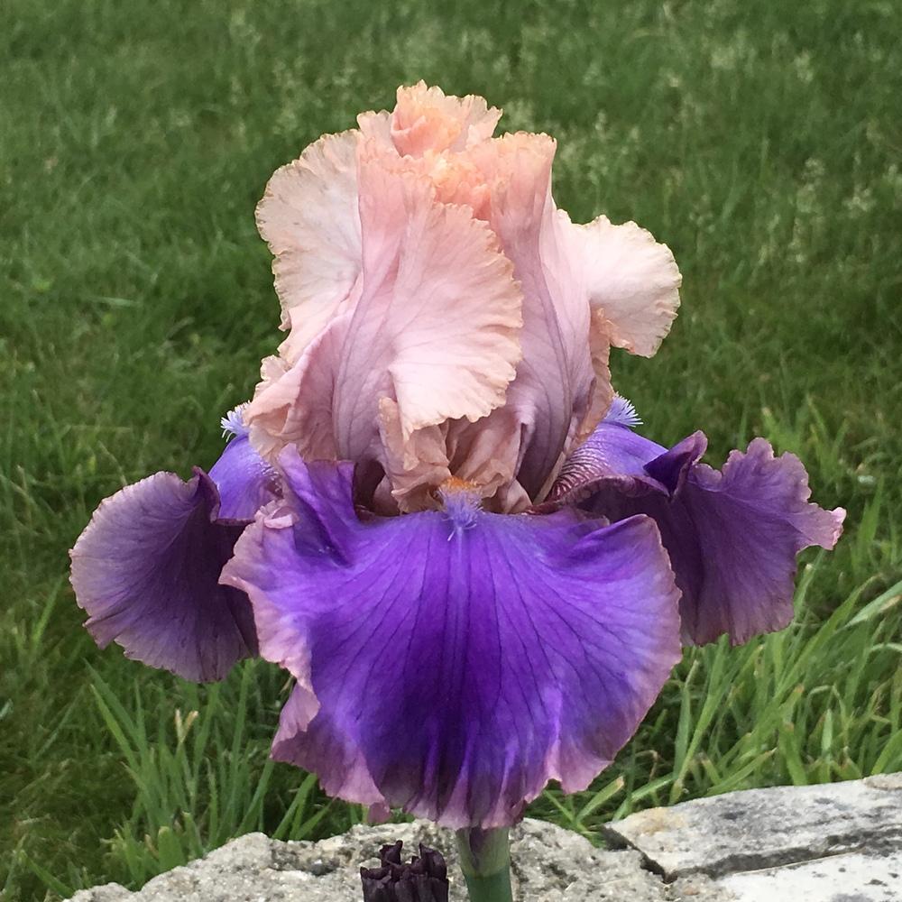 Photo of Tall Bearded Iris (Iris 'Florentine Silk') uploaded by lilpod13