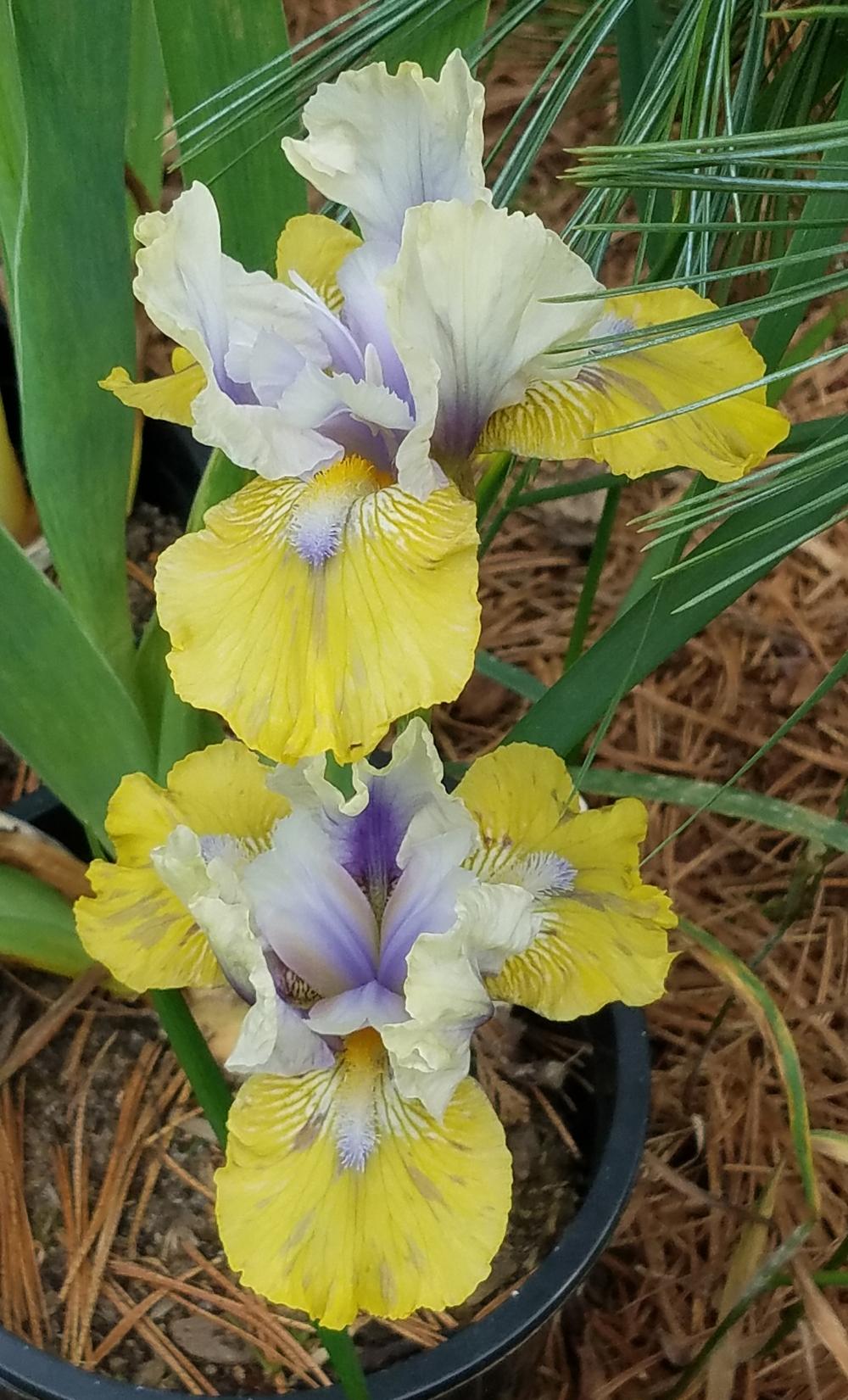Photo of Intermediate Bearded Iris (Iris 'Double Your Fun') uploaded by mesospunky