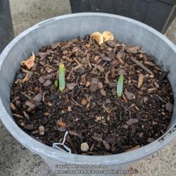 Location: Melbourne, Victoria, Australia
Date: 2018-05-06
A yellow jonquil cultivar starting to emerge in mid-Autumn.