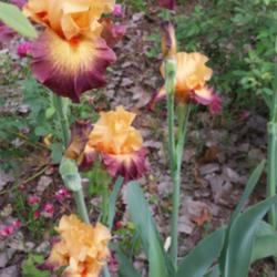 Location: Nocona,Texas zn.7 My gardens
Date: 2018-05-02
An impressive iris in the garden