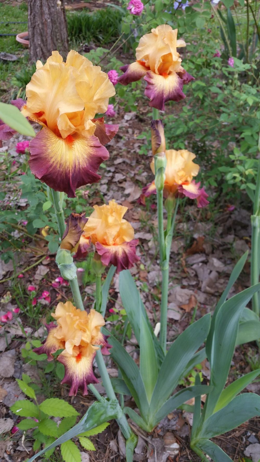 Photo of Tall Bearded Iris (Iris 'Jazz Band') uploaded by FAIRYROSE