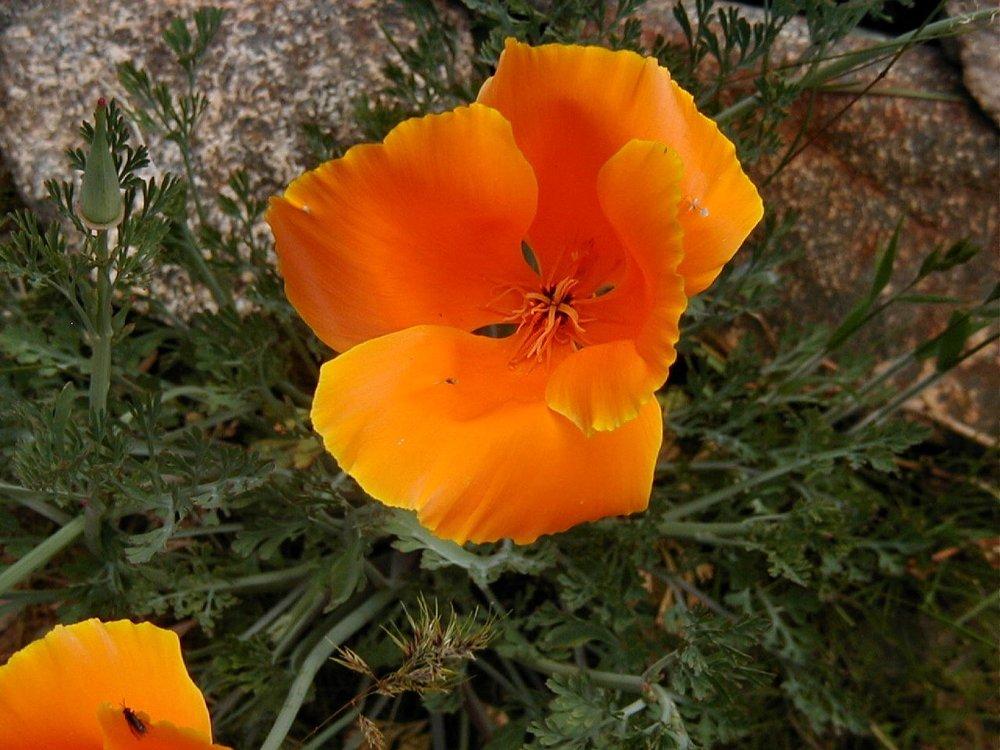 Photo of California Poppy (Eschscholzia californica) uploaded by RoseBlush1
