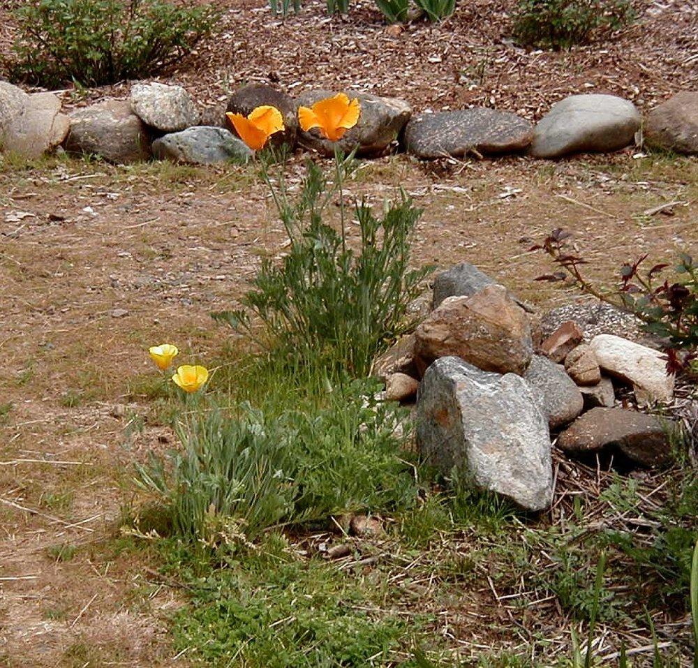 Photo of California Poppy (Eschscholzia californica) uploaded by RoseBlush1