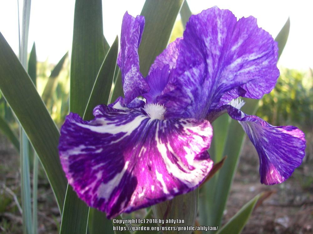 Photo of Species X Iris (Iris 'Alpha Gnu') uploaded by alilyfan