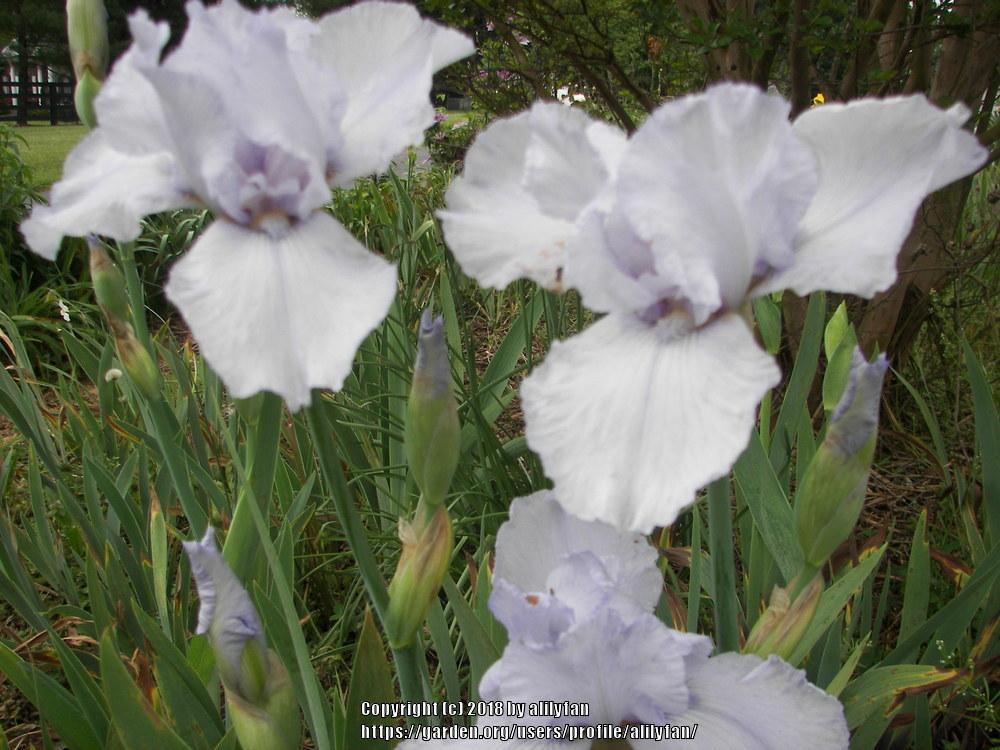 Photo of Tall Bearded Iris (Iris 'Song of Norway') uploaded by alilyfan