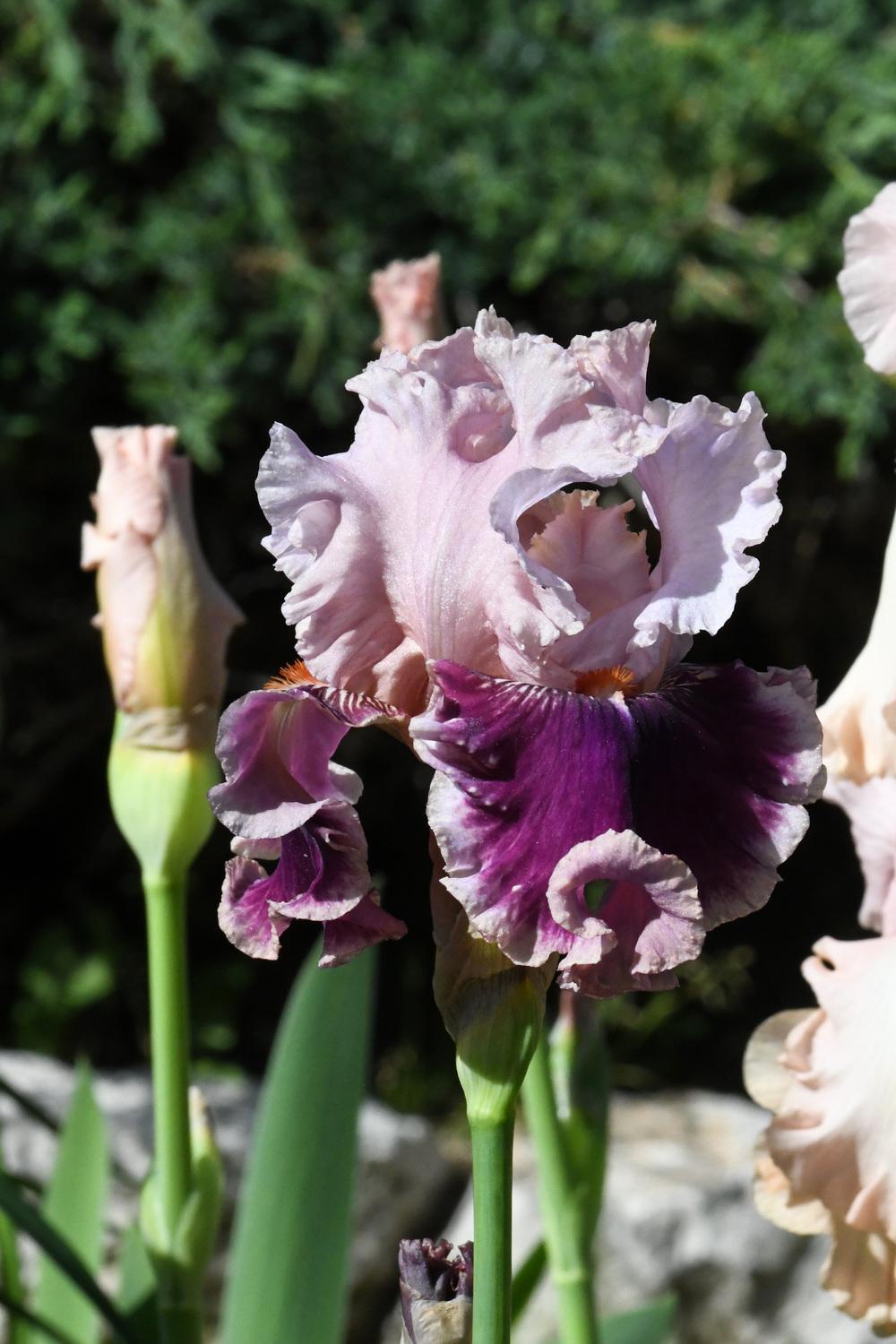 Photo of Tall Bearded Iris (Iris 'Oxford Countess') uploaded by cliftoncat