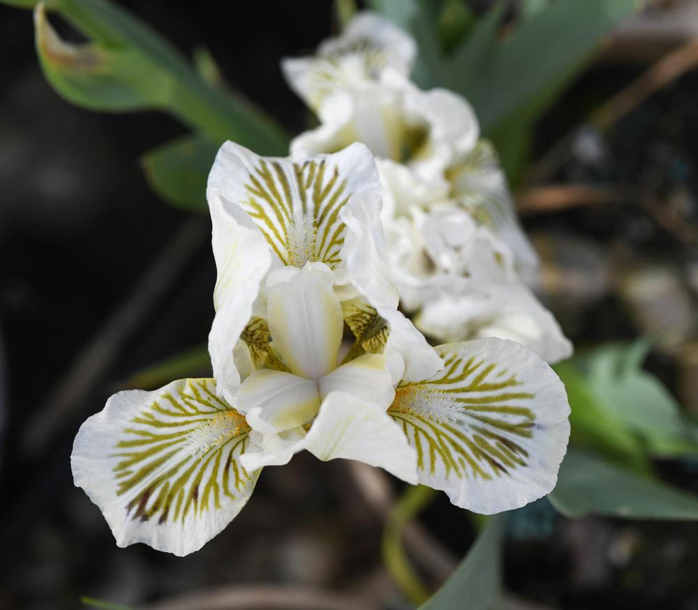 Photo of Standard Dwarf Bearded Iris (Iris 'Snow Tree') uploaded by cliftoncat