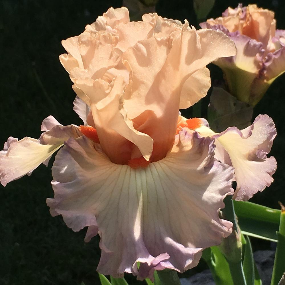 Photo of Tall Bearded Iris (Iris 'Parisian Dawn') uploaded by lilpod13